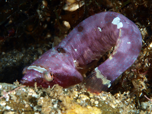Two-spotted clingfish (Diplecogaster bimaculata) — Gobiesocidae