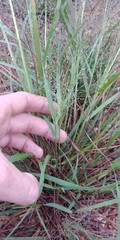Eragrostis trichodes