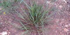 Eragrostis trichodes