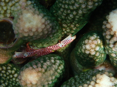 Trapezia rufopunctata