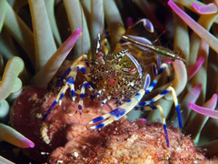 Periclimenes sagittifer