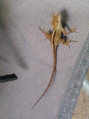Anolis sagrei
