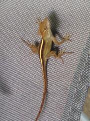 Anolis sagrei