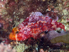 Scorpaena