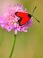 Zygaena rubicundus