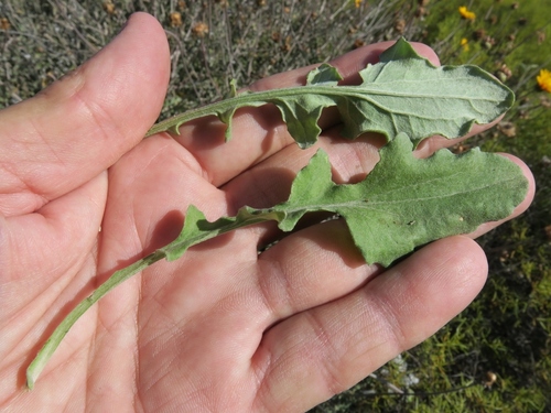 Arctotis auriculata, photograph 5