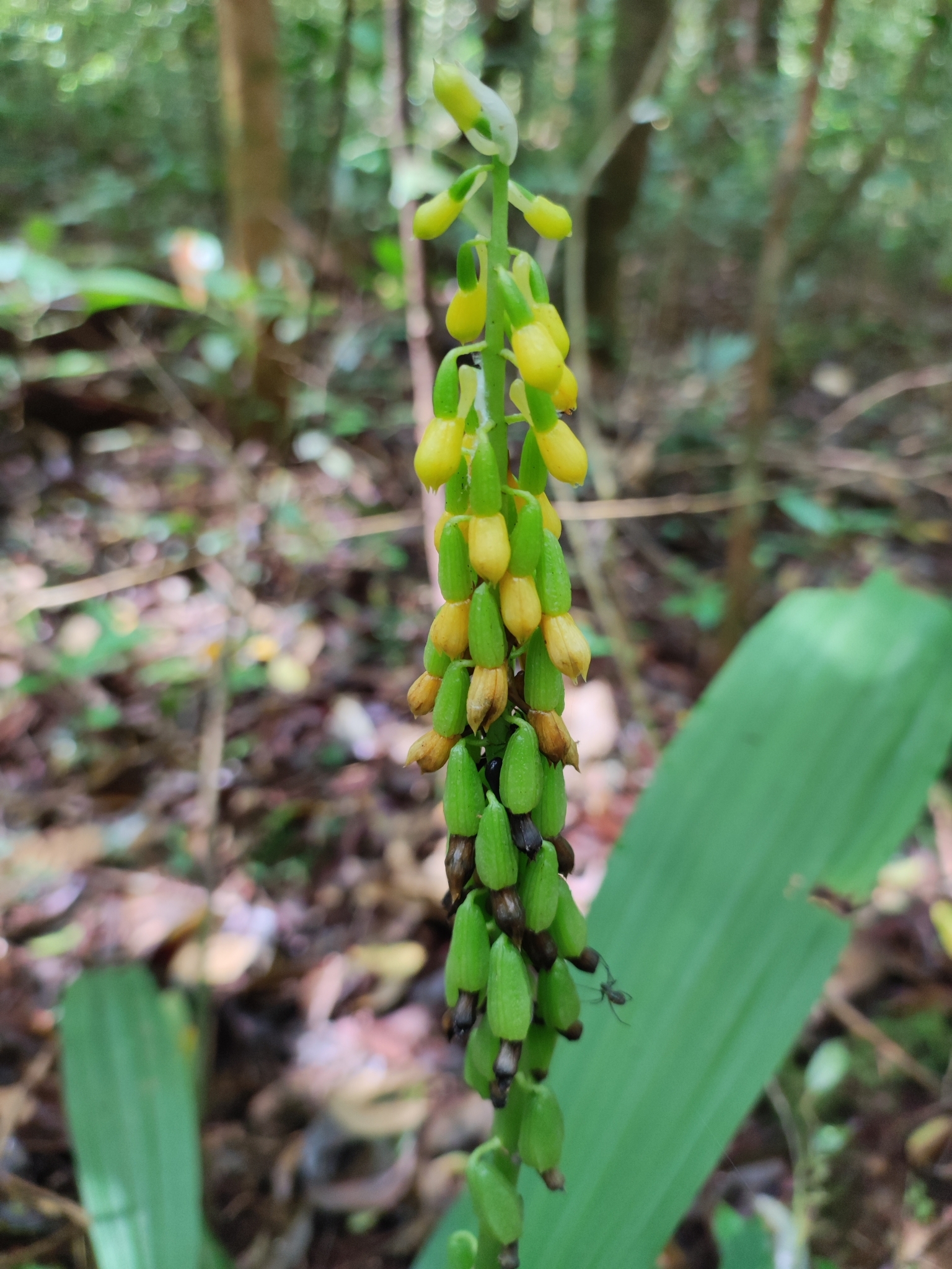 Calanthe lyroglossa (Calanthe lyroglossa)