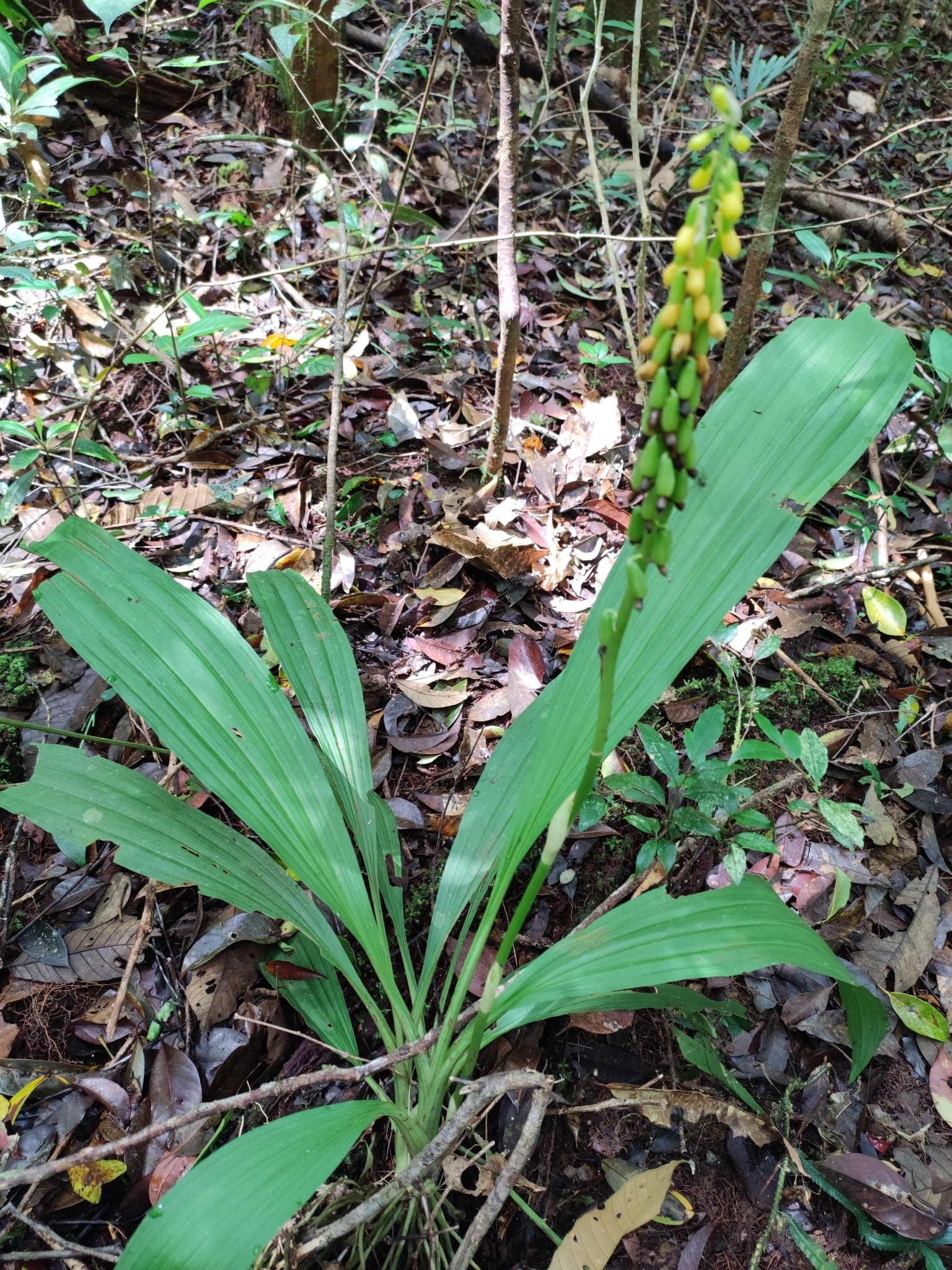 Calanthe lyroglossa — ảnh 2