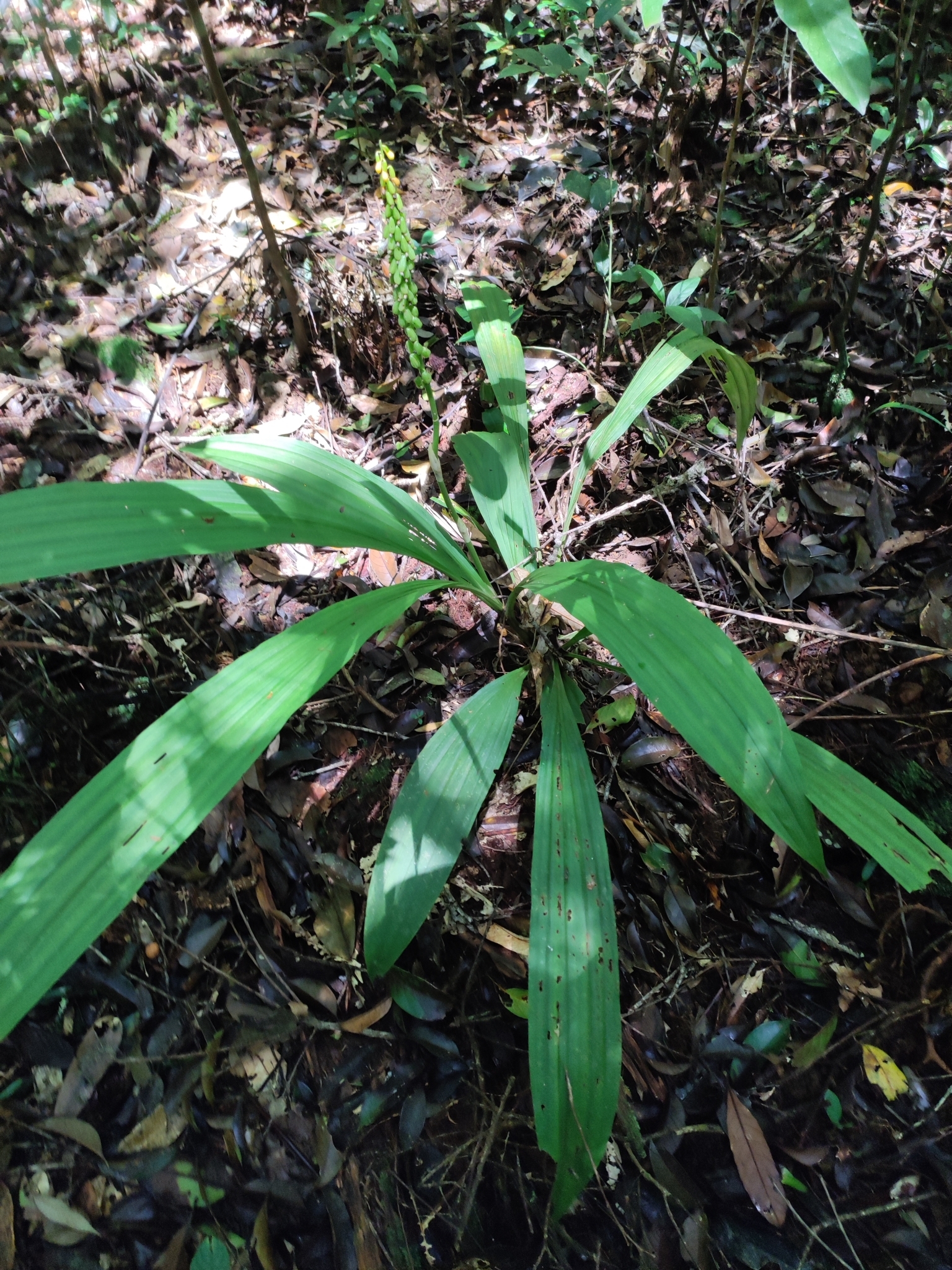 Calanthe lyroglossa — ảnh 3