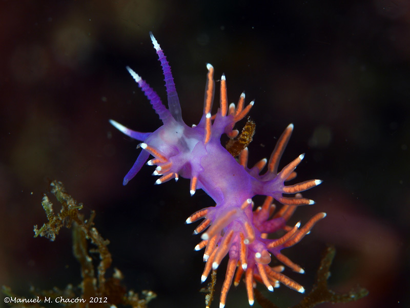 Paraflabellina
