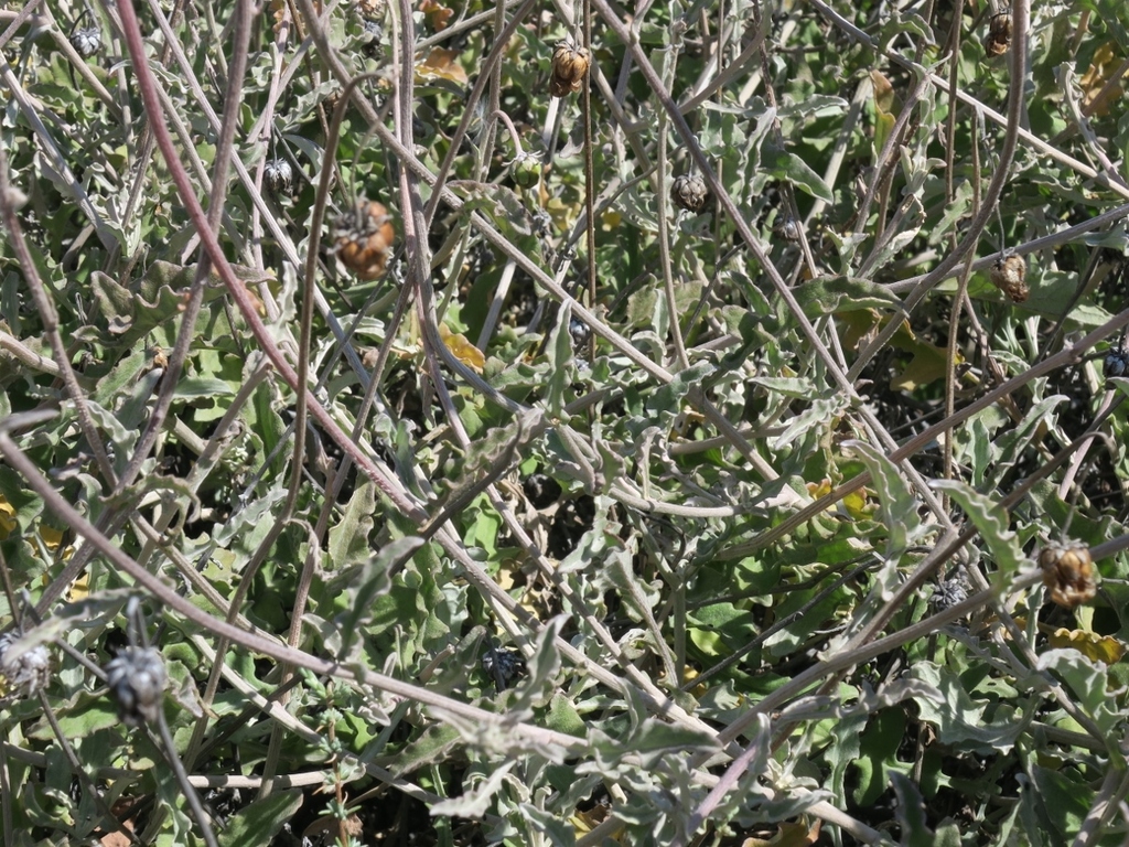 Arctotis auriculata; photograph (c) Kevin Murray, some rights reserved (CC BY)