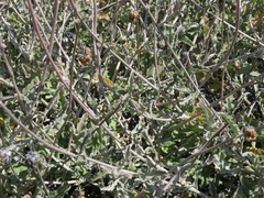 Arctotis auriculata