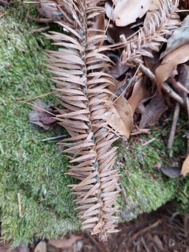 Image of Cunninghamia konishii by (c) Jason, some rights reserved (CC BY)