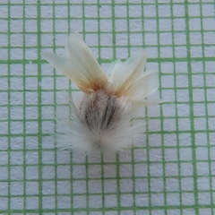 Arctotis auriculata, photograph (c) Kevin Murray, some rights reserved (CC BY)