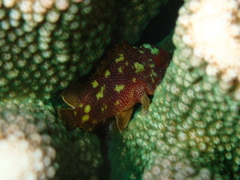 Sebastapistes cyanostigma