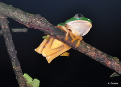Callimedusa tomopterna