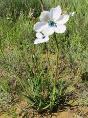 Aristea cantharophila