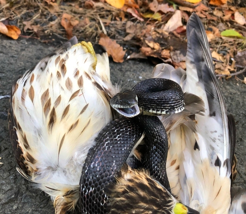 Broad-winged Hawk photographed in Connecticut