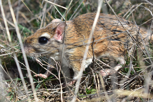 Tamarisk Jird (Meriones tamariscinus) — Least Concern Mammalia
