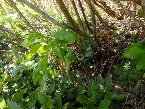 Arisaema ovale iNat (3)