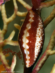 Simnia spelta