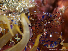 Periclimenes sagittifer