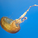 Pacific Sea Nettle - Photo (c) PlanespotterA320, some rights reserved (CC BY-SA)
