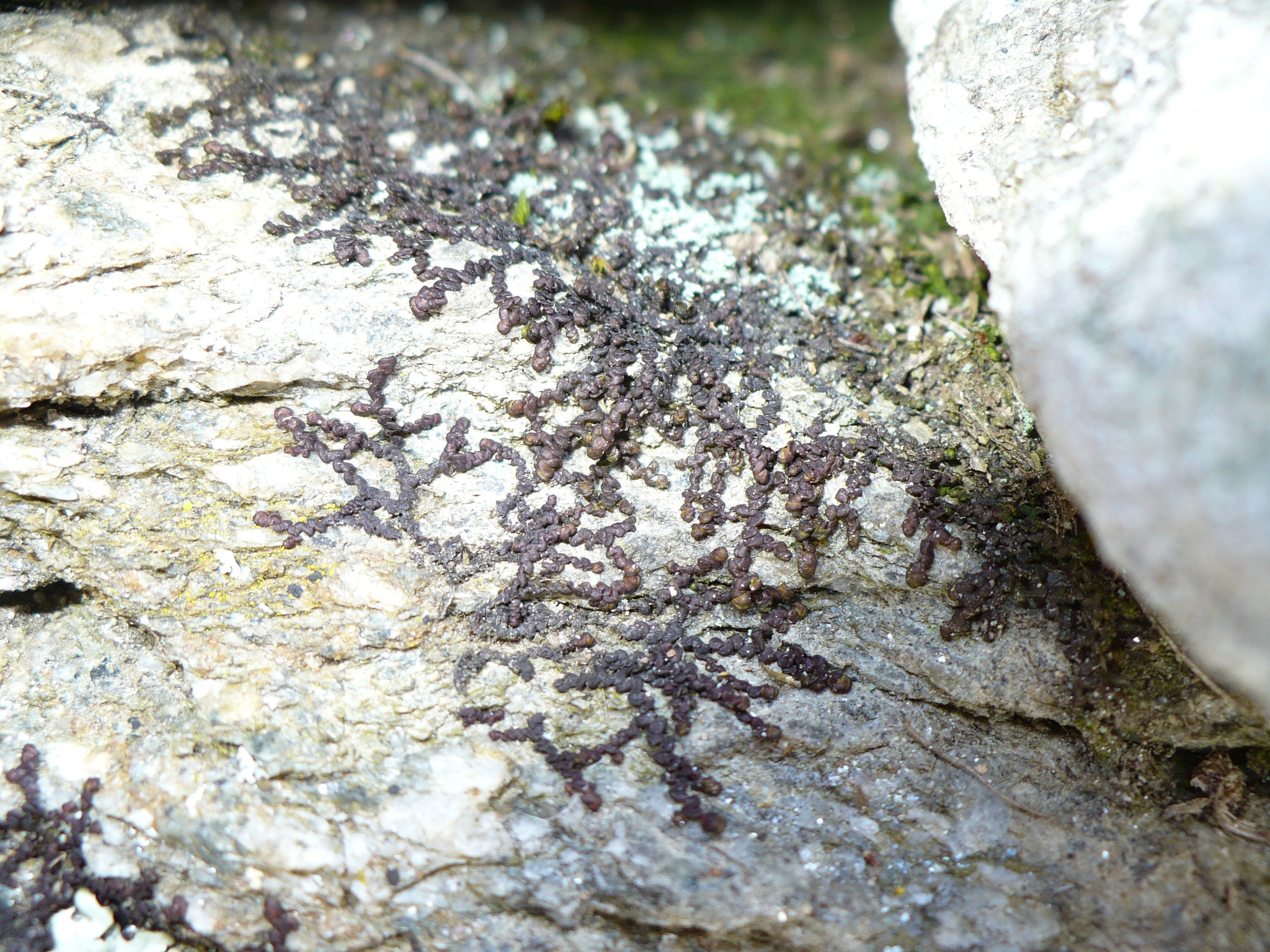 Frullania fragilifolia