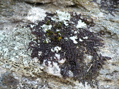 Frullania fragilifolia