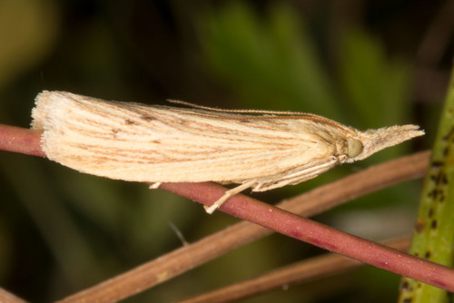 Ematheudes punctella