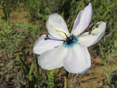 Aristea cantharophila