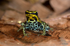 Ranitomeya variabilis