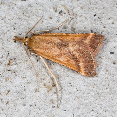 Synaphe punctalis