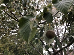 Davidia involucrata