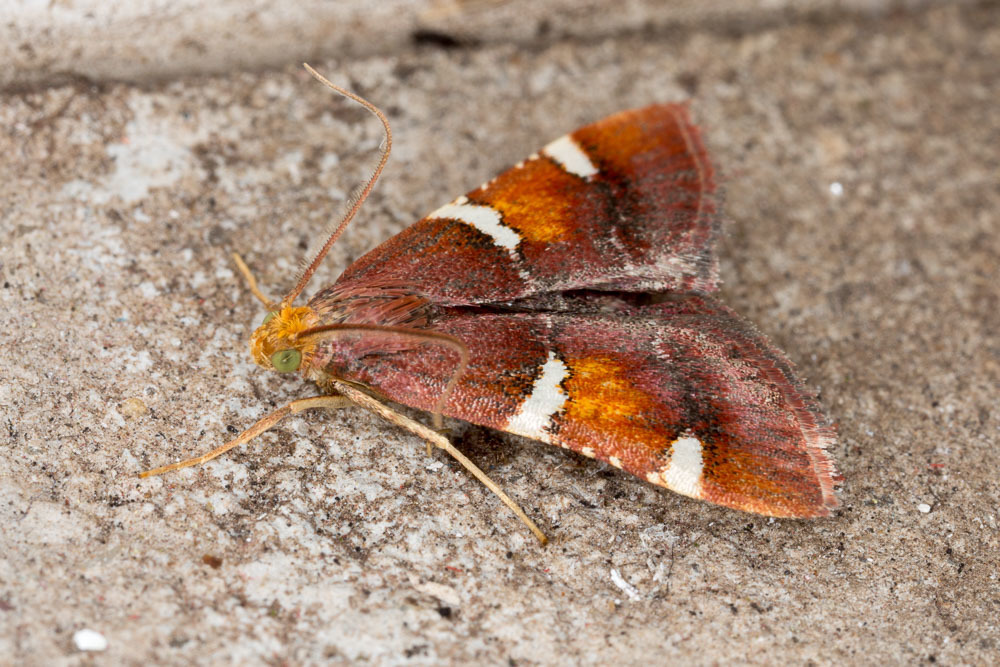 Pyralis regalis
