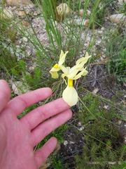 Moraea angusta