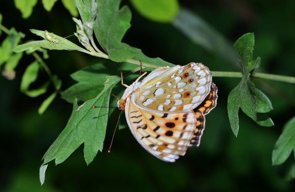 Argynnis coreana