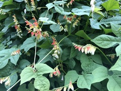 Ipomoea lobata
