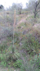 Dasylirion parryanum