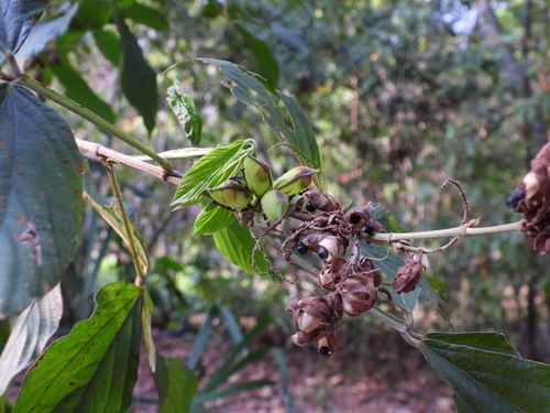 Flemingia macrophylla iNat (2)