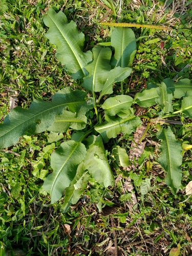 Image of Rumex japonicus by no rights reserved