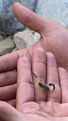 Photo of Black-tailed Alligatorback Scorpion (Hottentotta jayakari)