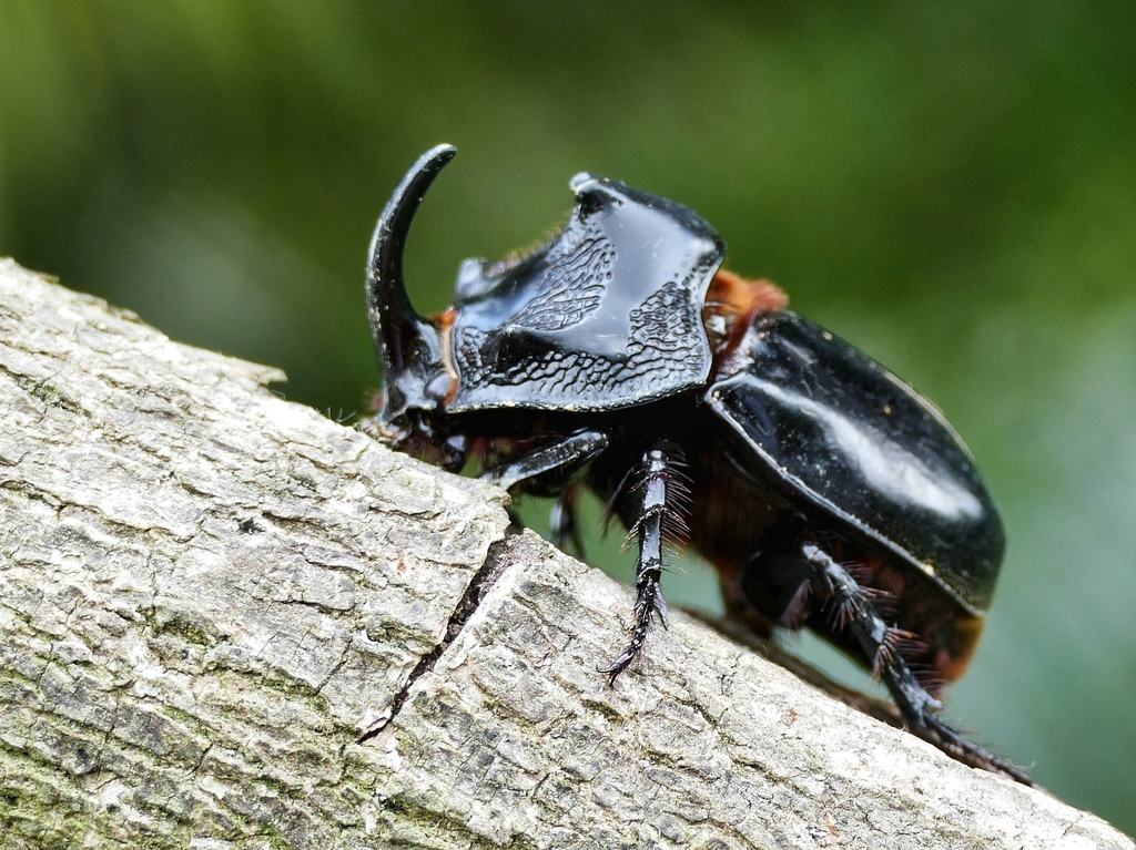 Trichogomphus simson
