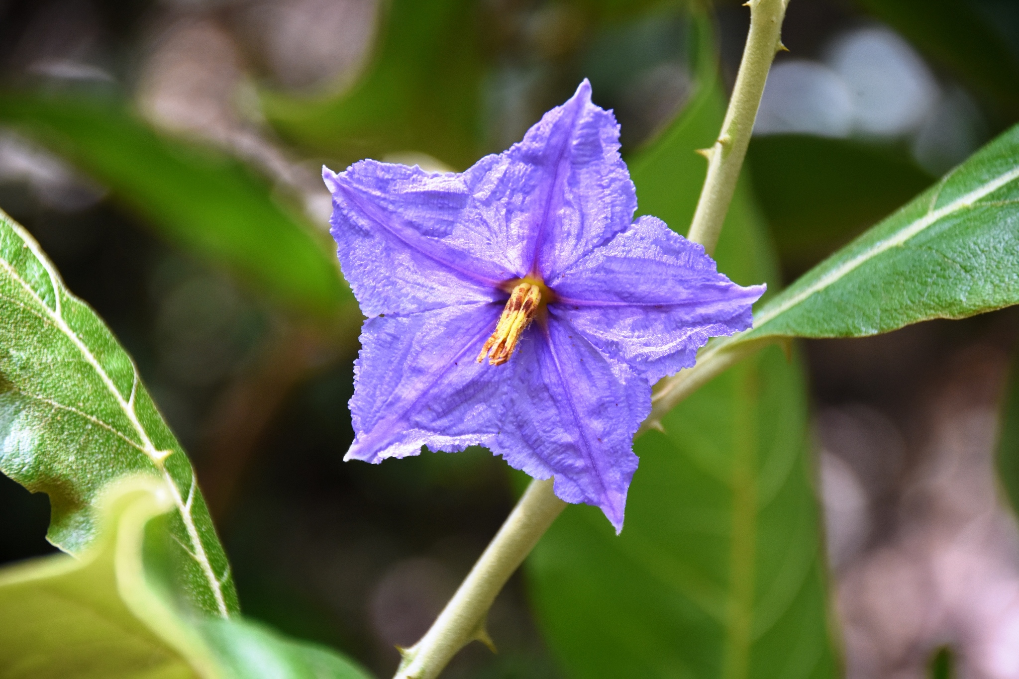 Solanum lycocarpum