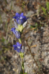 Gentiana affinis