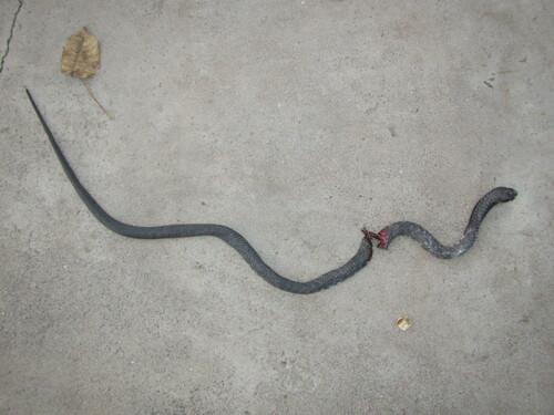 Black-necked Spitting Cobra
