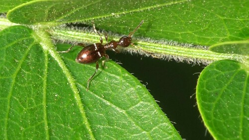 Anthelephila tryznai · iNaturalist