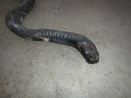 Black-necked Spitting Cobra