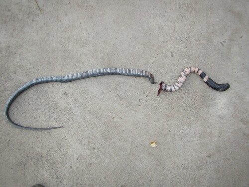 Black-necked Spitting Cobra
