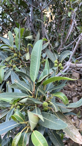 Ficus salicifolia (Ficus salicifolia)